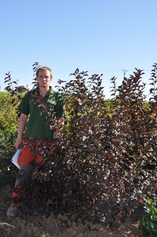 Physocarpus opulifolius 'Diabolo' Physocarpus opulifolius 'Diabolo'